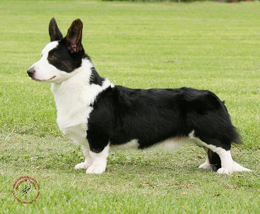 Welsh Corgi Cardigan 9Y501D-067.JPG